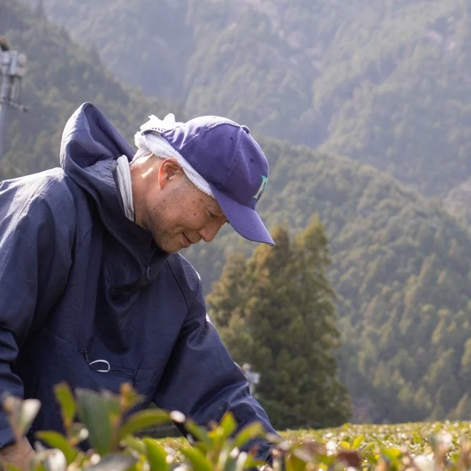 Limited Sencha Koushun - SHO CHA - Green tea from Japan